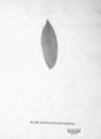 Puccinia sessilis image